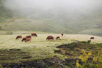 Cows Grazing in Field in Early Morning at Drakensberg
