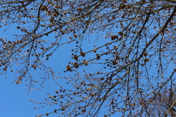 
Maple bloomed earlier in the spring