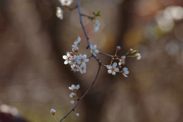 Blossoming branch with with flowers of cherry plum.