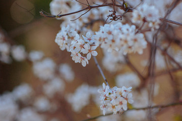 Blossoming branch with with flowers of cherry plum.
