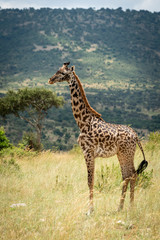 Masai giraffe stands in profile on hillside