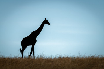 Masai giraffe walks in silhouette on horizon