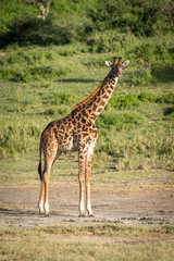 Naklejka na ściany i meble Masai giraffe stands watching camera in sunshine
