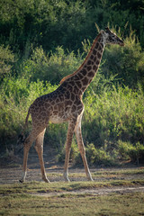 Naklejka na ściany i meble Masai giraffe walks past trees and bushes