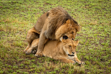 Mating male lion bites neck of female