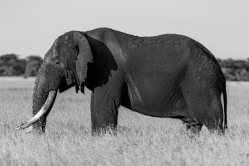 Fototapeta premium Mono African bush elephant stands in profile