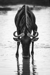 Fototapeta premium Mono blue wildebeest drinking from shallow stream