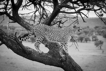 Mono cheetah stands in tree scanning grassland
