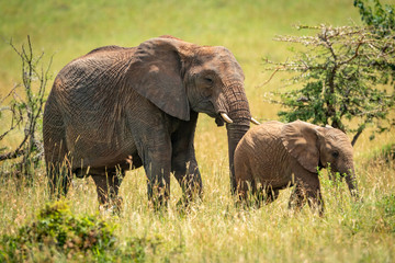 Naklejka na ściany i meble Mother and baby African elephant among thorns