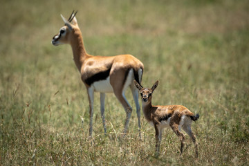 Naklejka na ściany i meble Mother and baby Thomson gazelle in grass