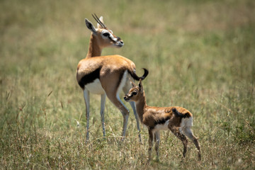 Naklejka na ściany i meble Mother and baby Thomson gazelle on grass