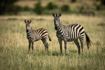 Fototapeta na wymiar Mother zebra and foal stand facing camera