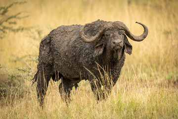 Obraz premium Mud-covered Cape buffalo stands in long grass