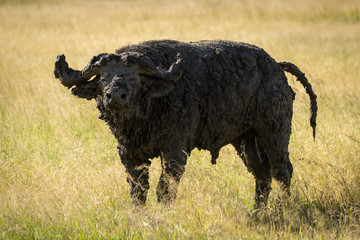 Mud-caked Cape buffalo standing in long grass