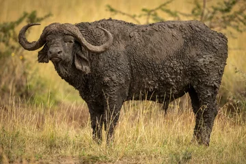 Tuinposter Muddy Cape buffalo standing in long grass © Nick Dale
