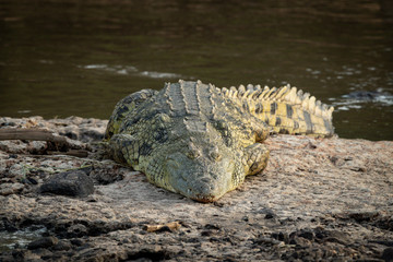 Naklejka premium Nile crocodile lies on riverbank in sunshine