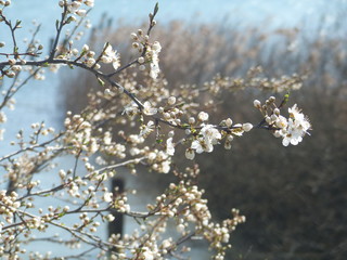 Blossom of a tree in front of a a lake in spring