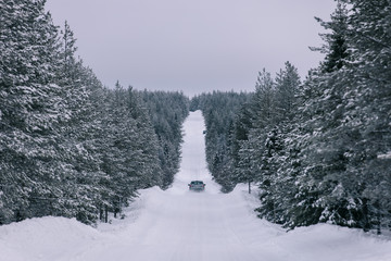 Forest in Finland in winter time