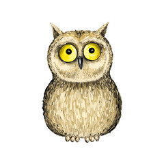 Owl on white background. Animal isolated illustration