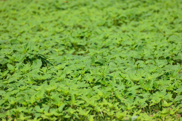 green grass with water drops