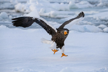 The Steller's sea eagle, Haliaeetus pelagicus  The bird is flying in beautiful artick winter environment Japan Hokkaido Wildlife scene from Asia nature. came from Kamtchatka..