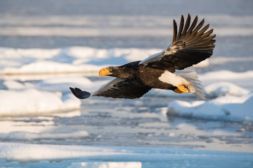 The Steller's sea eagle, Haliaeetus pelagicus  The bird is flying in beautiful artick winter environment Japan Hokkaido Wildlife scene from Asia nature. came from Kamtchatka..