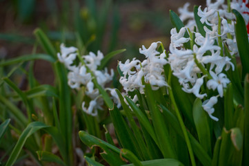 White hyacinth bunch outdoors - spring flower.