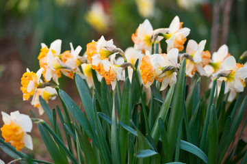 Narcissus Delnashaug in spring garden. Gardening