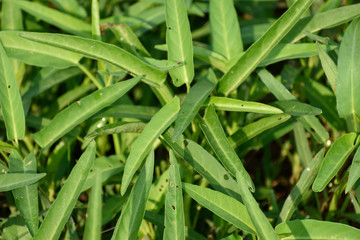 Fototapeta premium background of green leaf or green leaf