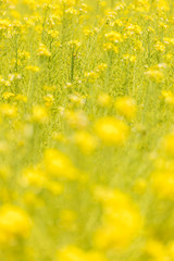 Fototapeta premium 綺麗な春の満開の菜の花の畑の風景