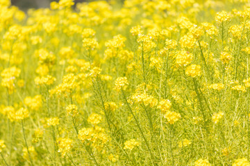 綺麗な春の満開の菜の花の畑の風景
