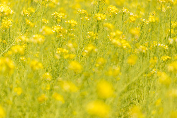 綺麗な春の満開の菜の花の畑の風景