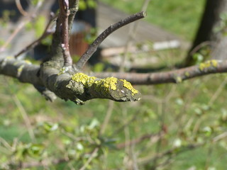 Branch of a tree iwith mushroom