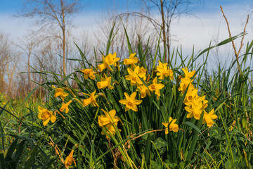 Narcisi