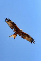 Red Kite in the Corsica sky