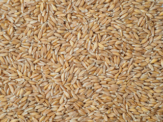 Spelt isolated on white background.