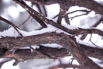Snow covered tree branches background. Selective focus.