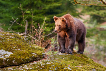 Fototapeta premium Brown bear, Ursus arctos, older cub in autumn european forest on rock, covered in moss, looking for food. Typical mountain environment, colorful autumn. Slovakia.
