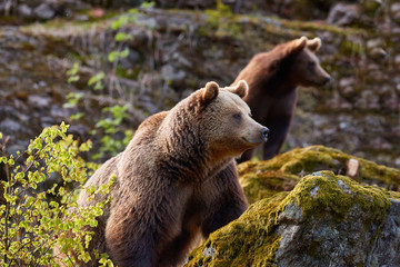 Group of  Brown bears, Ursus arctos, mother with  older cub in autumn european forest. Bear with...