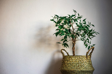 Pflanze vor weißem Hintergrund