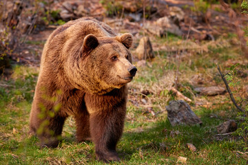 Brown bear, Ursus arctos in colorful autumn, big male in european forest. Typical mountain environment, colorful autumn. Slovakia.