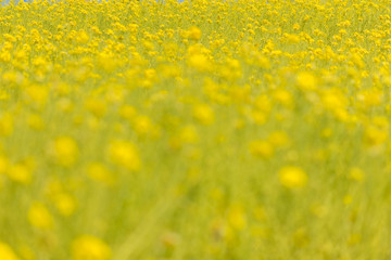 綺麗な春の満開の菜の花の畑の風景