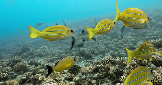 Tropical fish near coral reef with sharks in the background in the Pacific Ocean. Underwater life in the Ocean. Diving in the clear water - 4K