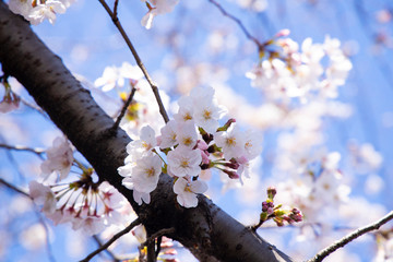 桜