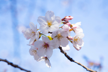 桜