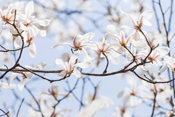 Magnolias bloom in the park in spring