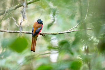 Diard's trogon, high angle view, rear shot, sitting on the branch under the clear sky in tropical rainforest of Wildlife Sanctuary, southern Thailand.