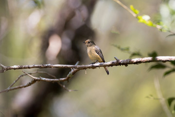 Adult female Blue-fronted redstart, uprisen angle view, side shot, perching on the twig in tropical moist montane forest, National Arboretum, Chiang Mai, northern Thailand.