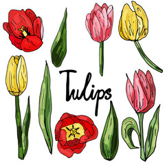 Collection of tulip leaves and flowers on an isolated white background. The contour is drawn by hand. Set of vintage elements for decorating cards, wedding invitations and much more.Lettering.