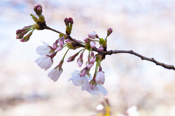 桜
